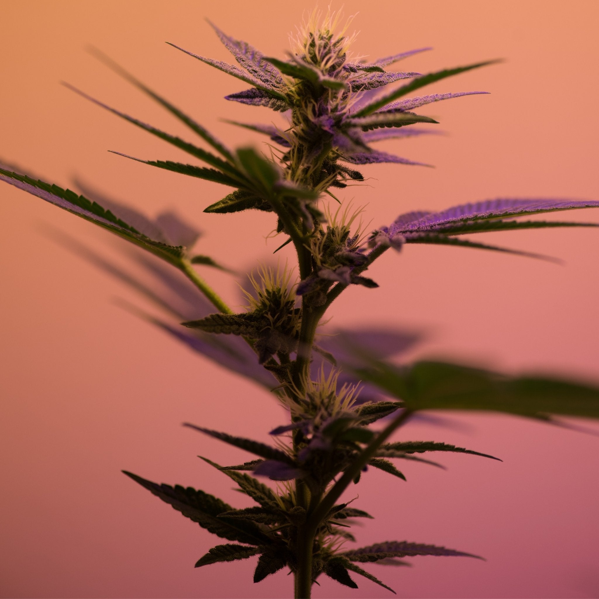What is CBD? - Slow Wave